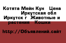 Котята Мейн Кун › Цена ­ 2 000 - Иркутская обл., Иркутск г. Животные и растения » Кошки   